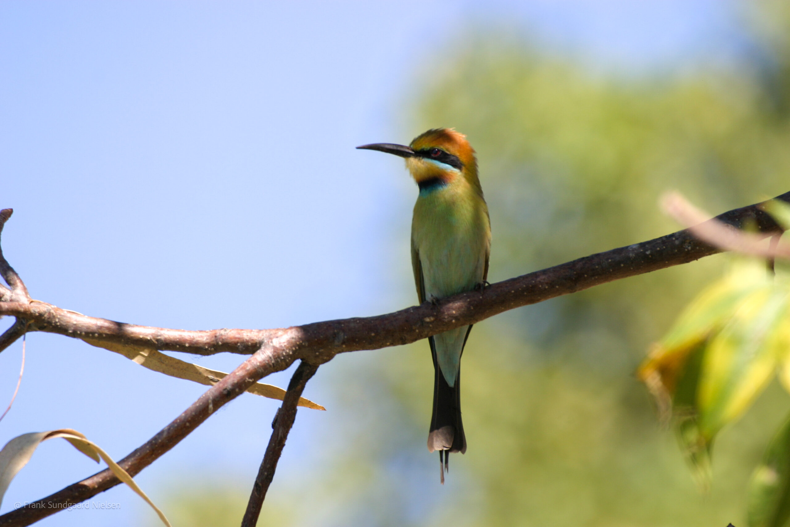 Rainbow bee-eater