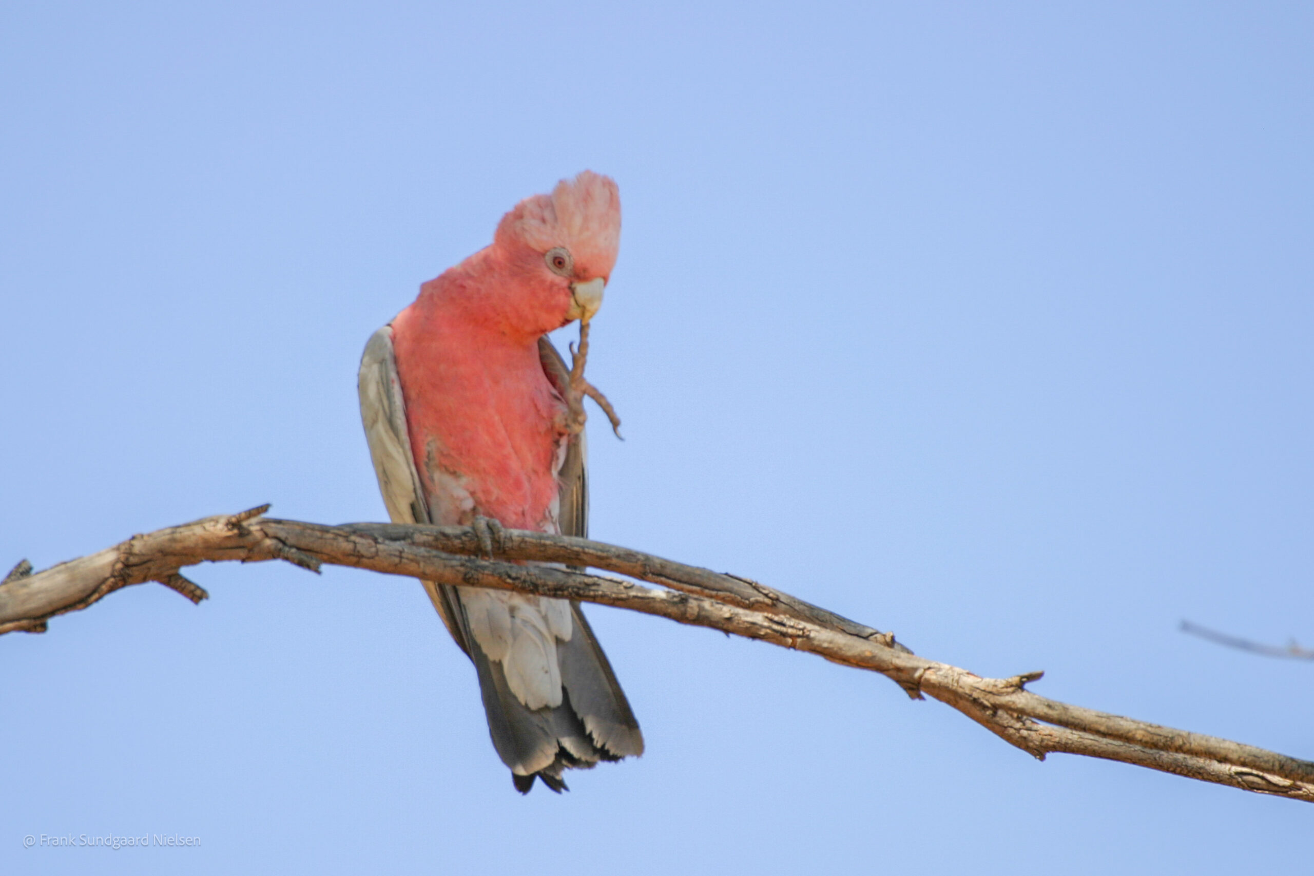 Galah