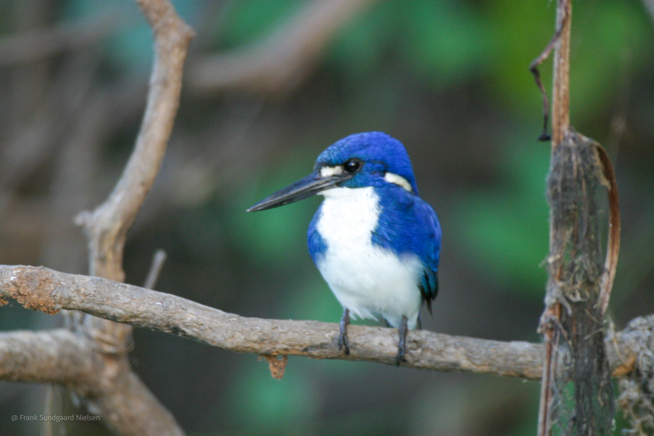 Little Kingfisher