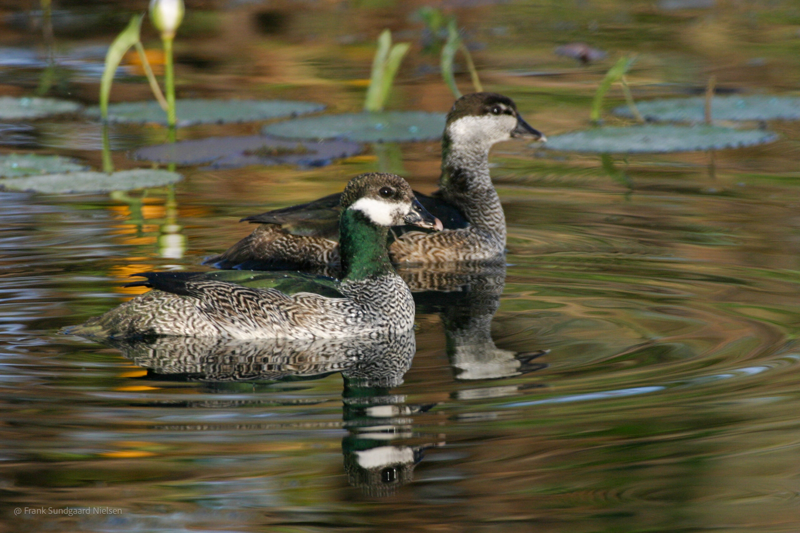 Green Pygmy Goose