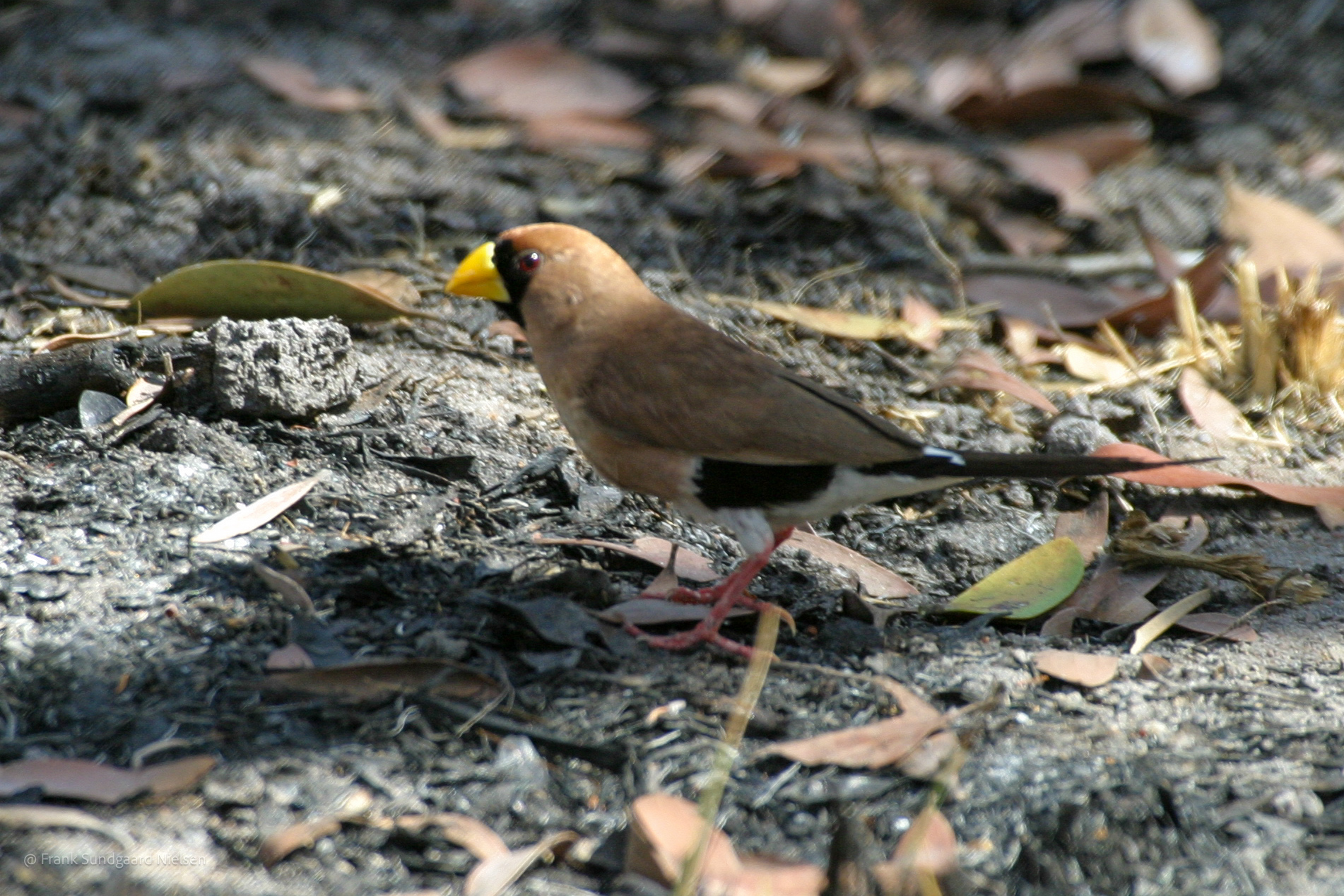 Masked Finch