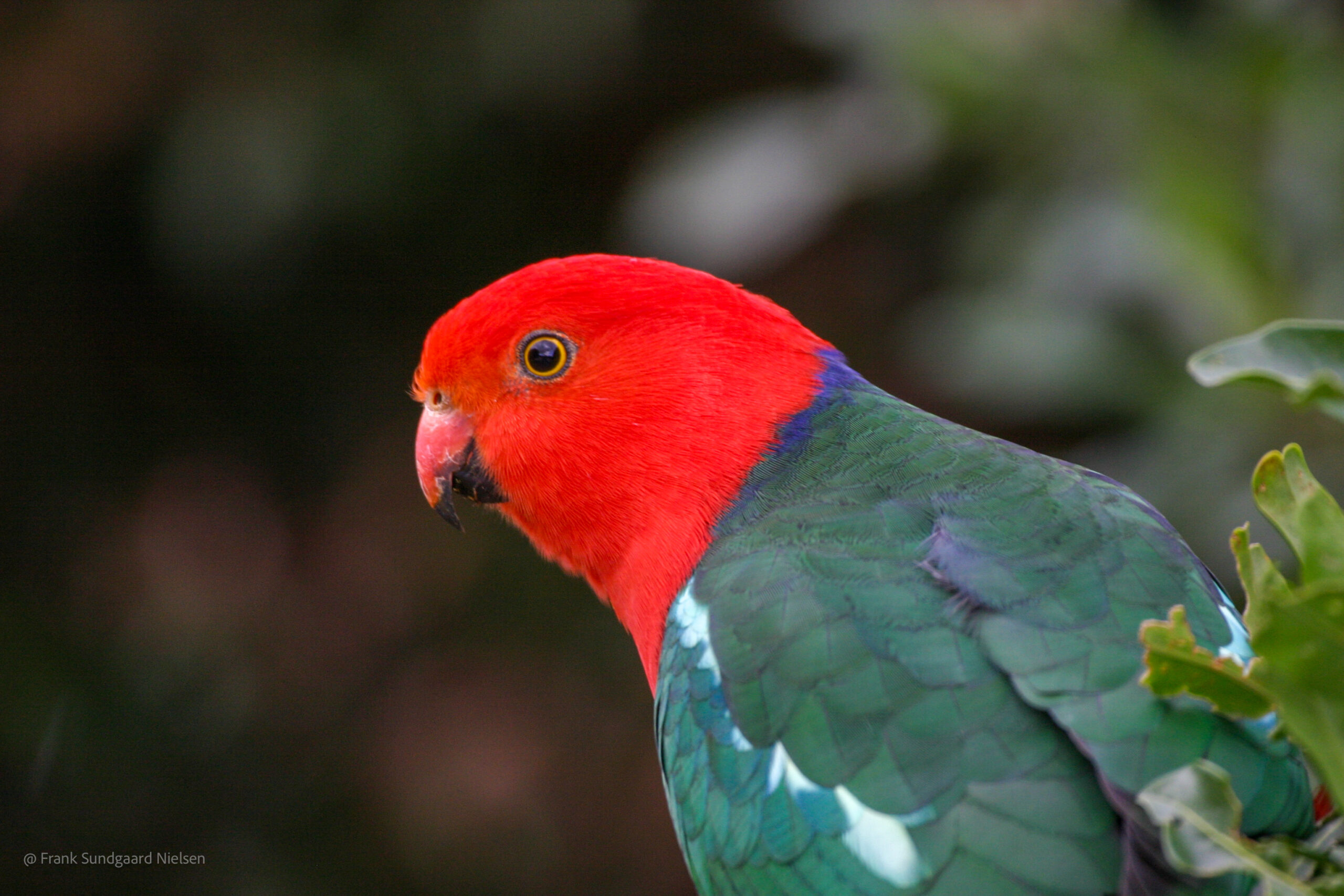 Australian king parrot