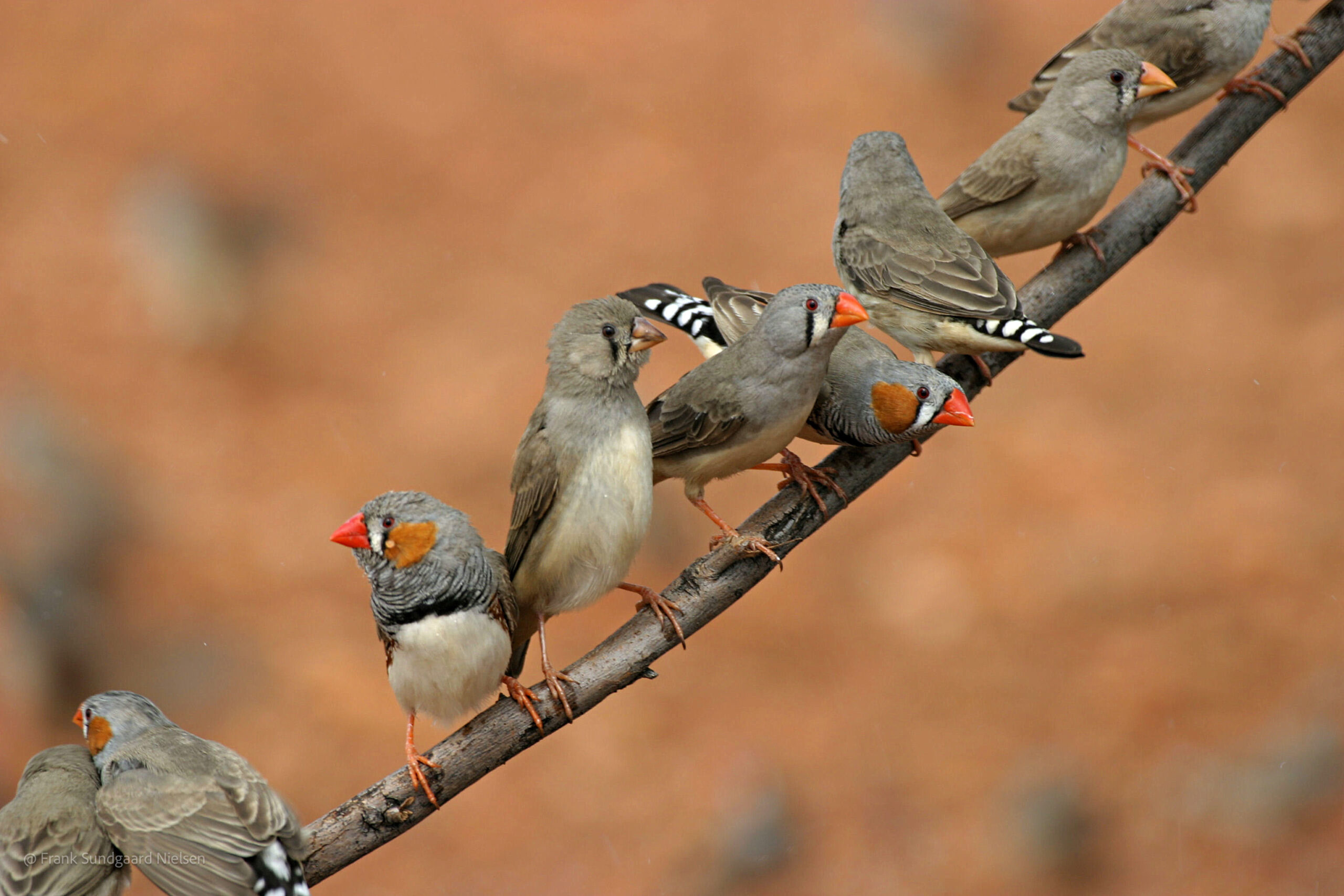 Zebra Finch