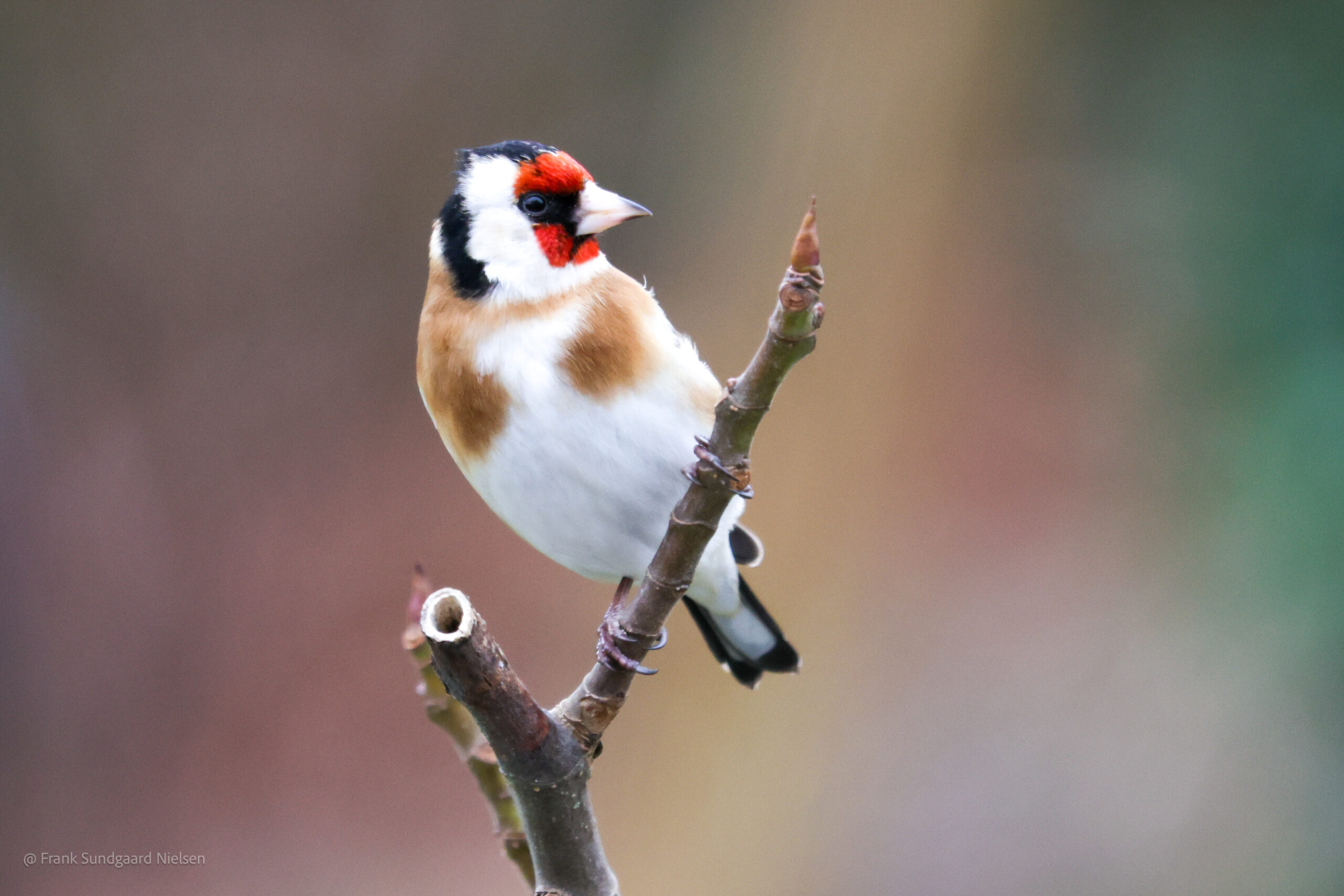 Goldfinch