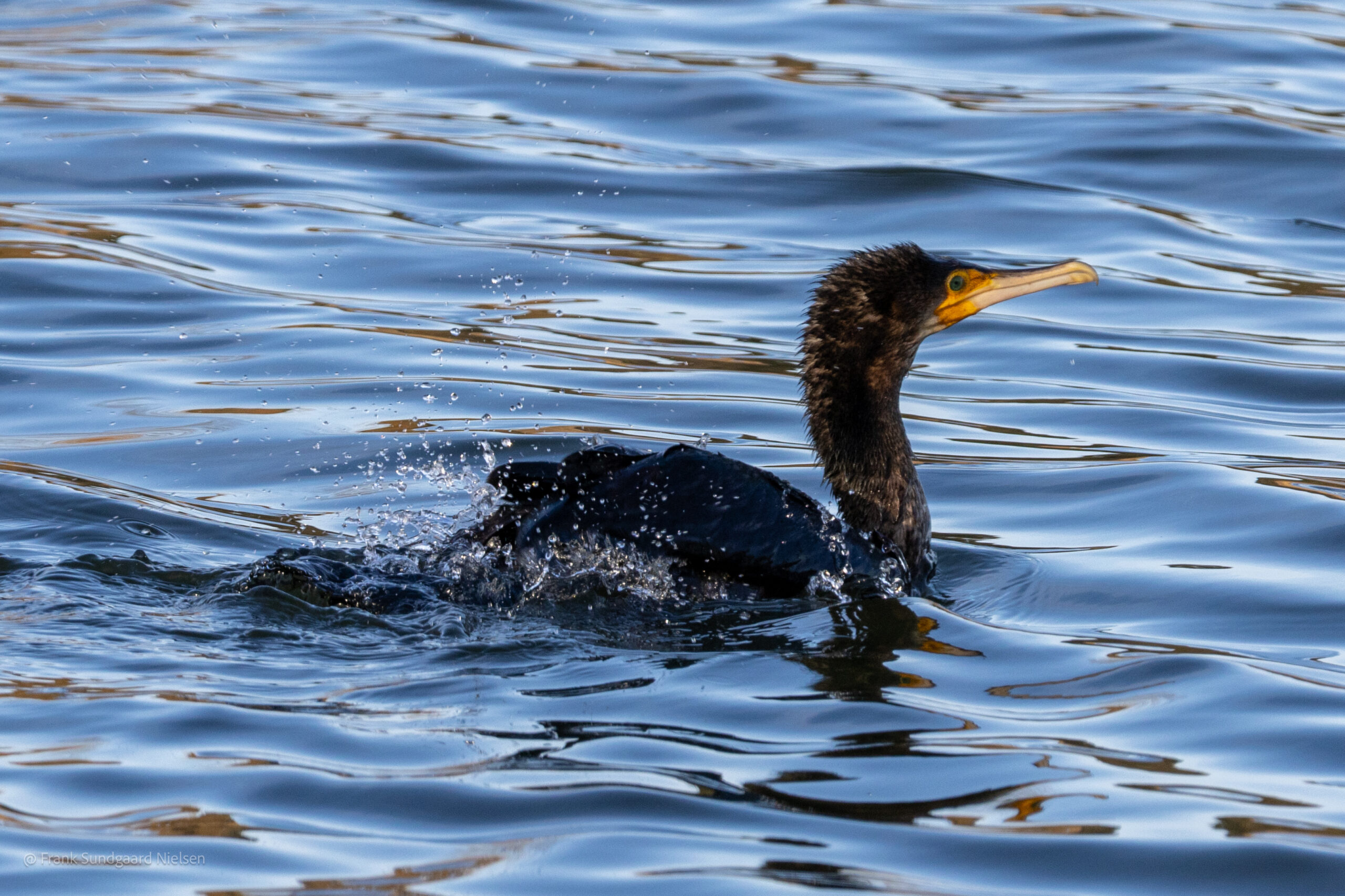 Great cormorant