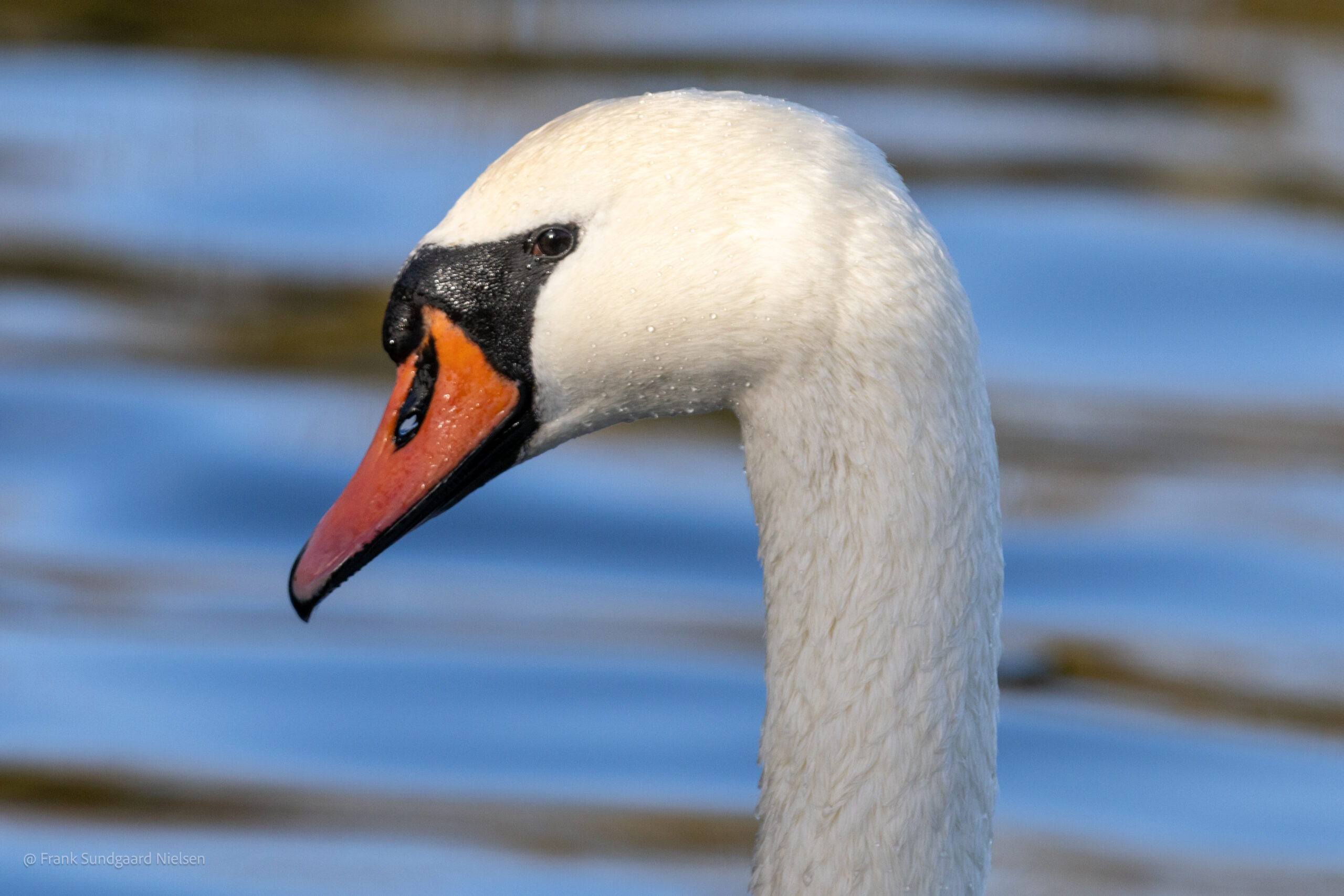 Mute swan
