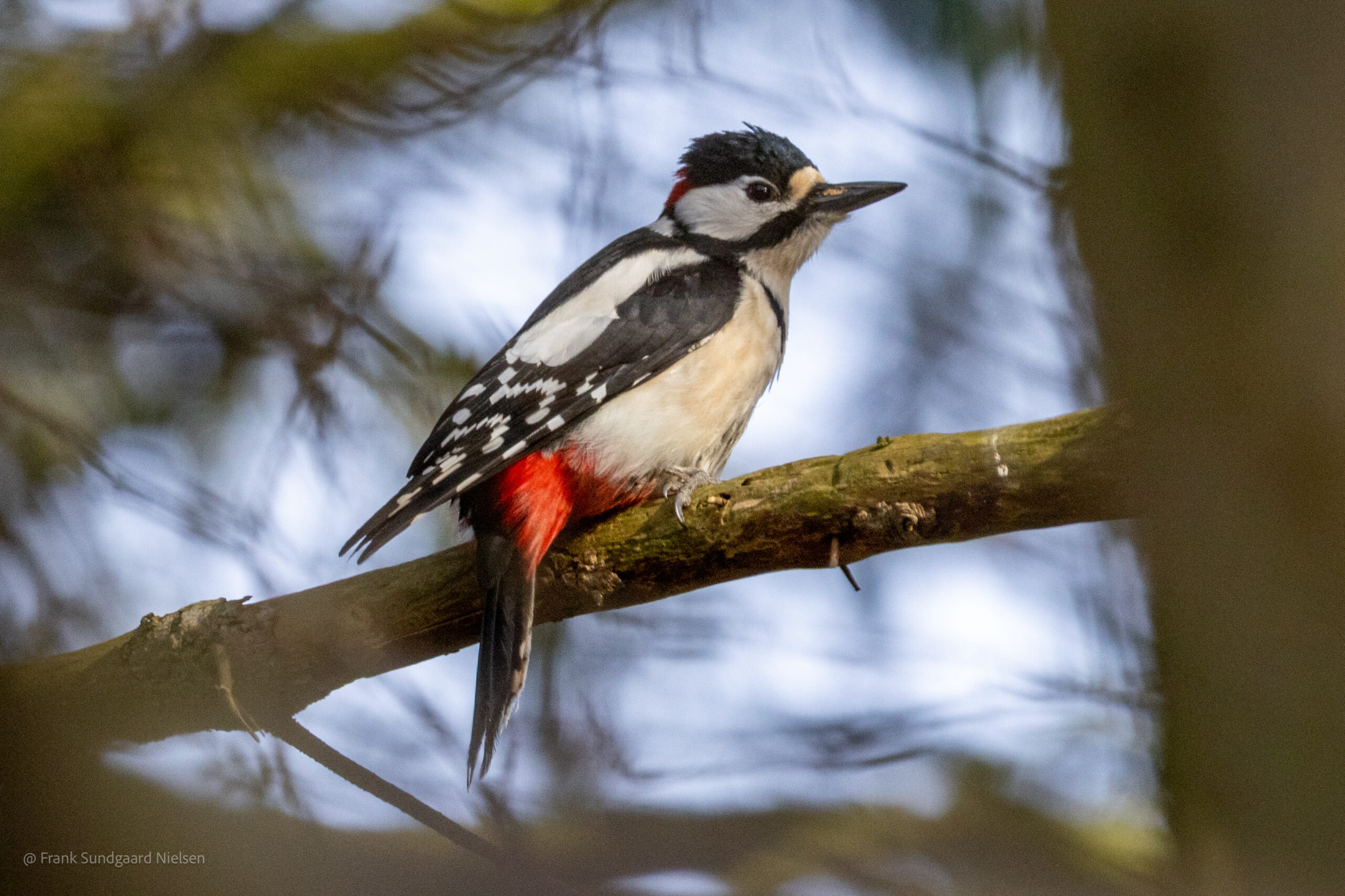 Great spotted woodpecker