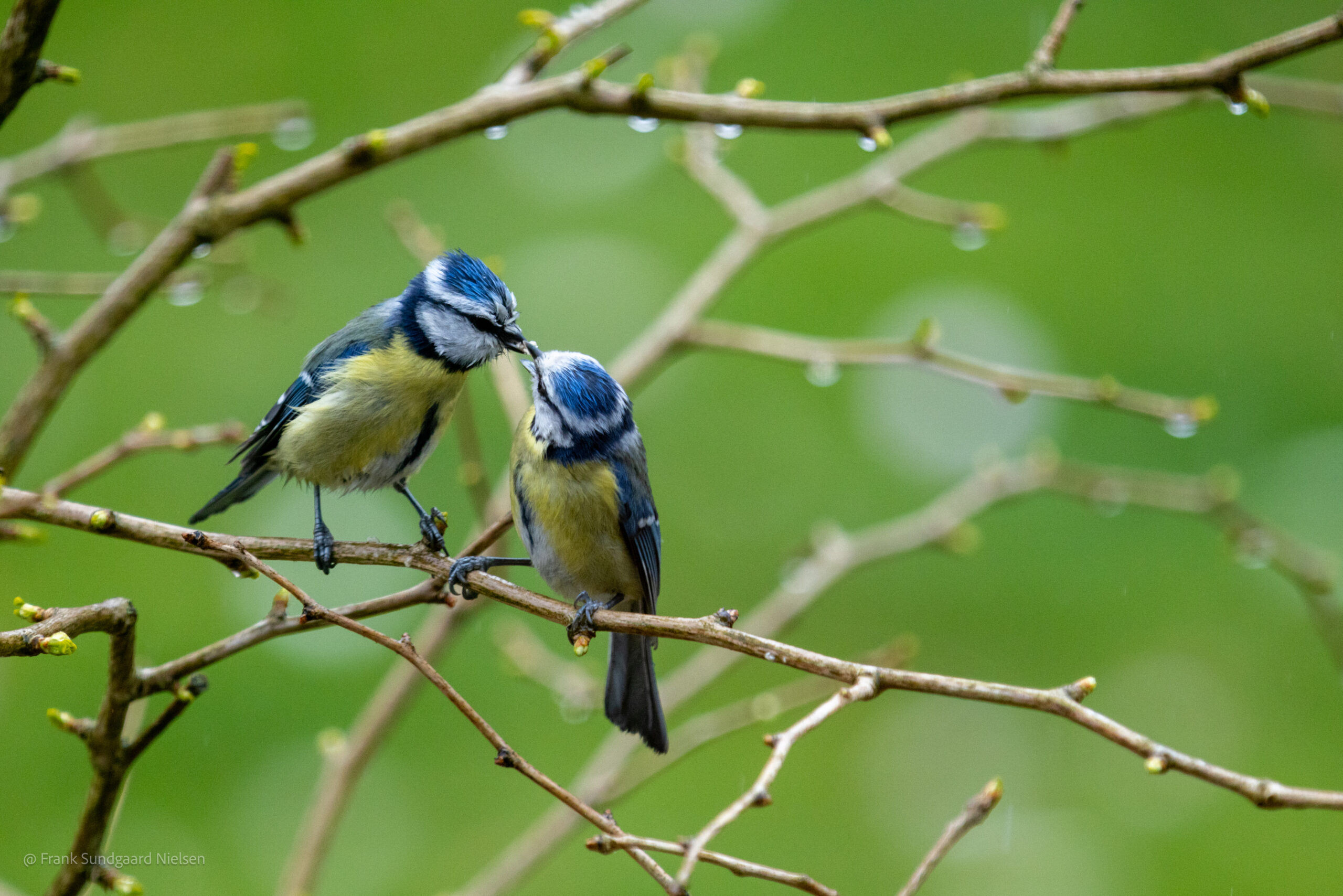 Eurasian blue tit