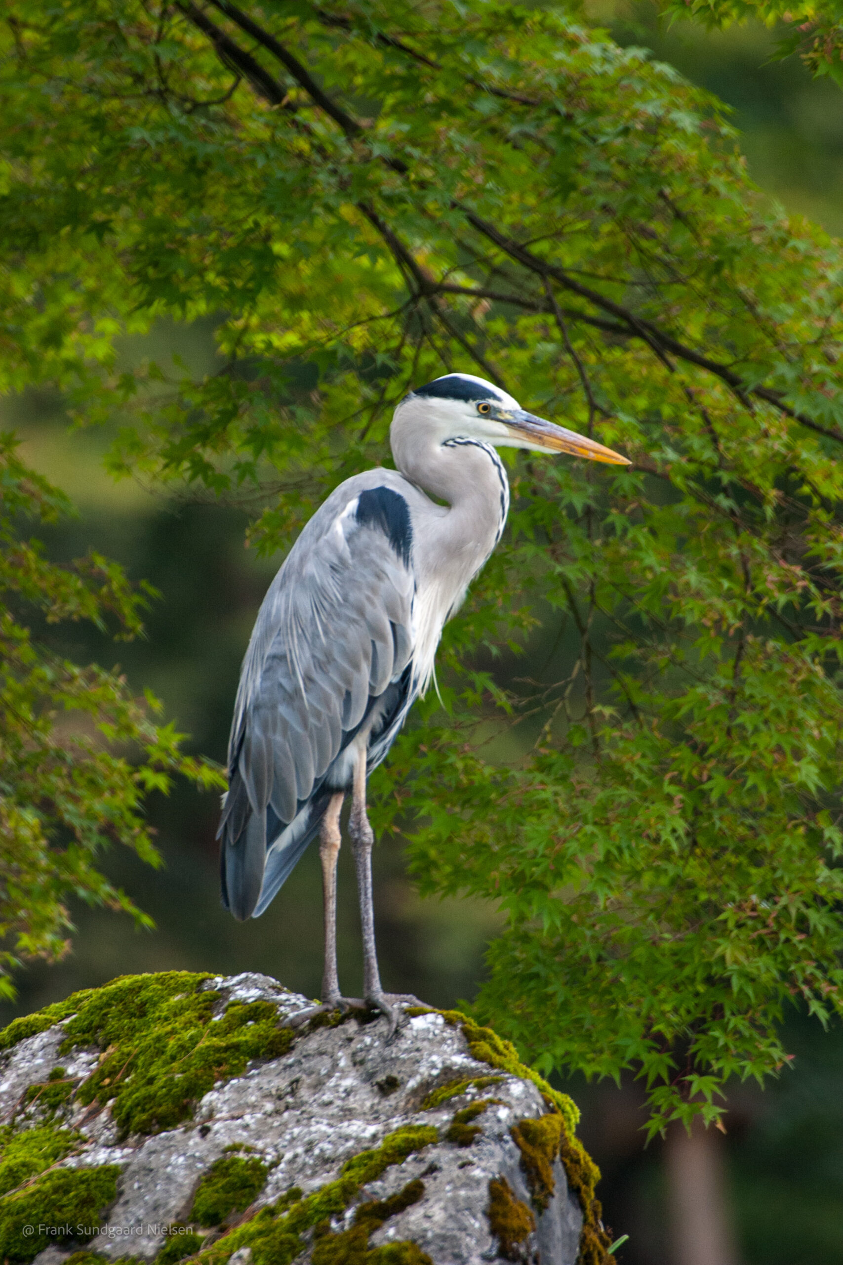 Grey heron